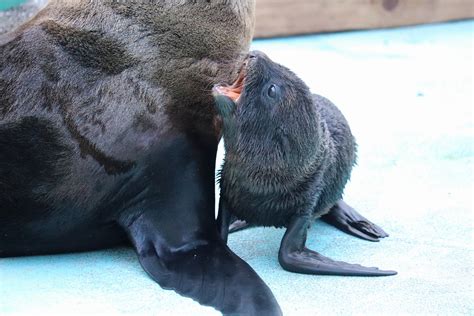 【桂浜水族館インフォメーション】ミナミアメリカオットセイの赤ちゃんが亡くなりました桂浜水族館インフォメーション