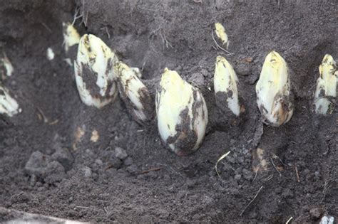 Цикорный салат Витлуф. Выращивание, уход и сорта. Фото — Ботаничка