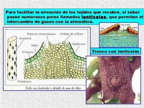 Histologia Vegetal