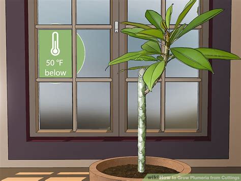 How to Grow Plumeria from Cuttings (with Pictures) - wikiHow