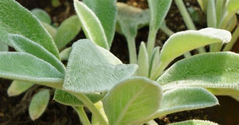 Great Companion Plants For Lambs Ear Herbvity