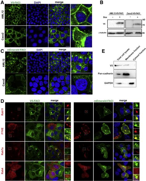 Human Caco2 Colorectal Adenocarcinoma Cell Line Atcc Bioz