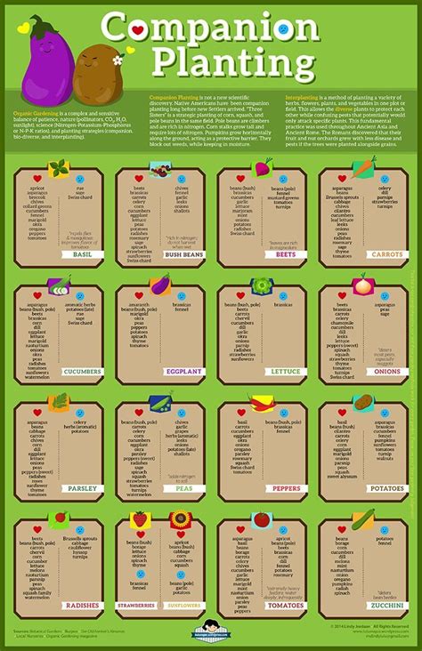 Companion Planting Infographic Gardening Life Companion Planting