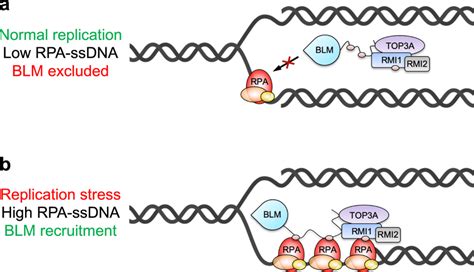 Model For The Role Of Rpa Binding In Specifically Recruiting The Btr