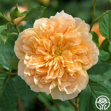 Tea Clipper Rose - David Austin - Very Fragrant – Heirloom Roses