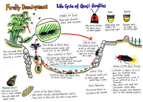 Firefly Life Cycle Diagram Cycle Fireflies Firefly Myths Sem