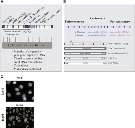 Organization Of Constitutive Heterochromatin A Constitutive