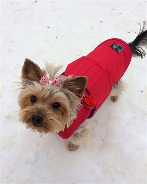 Yorkie Coat Yorkshire Terrier Dog Jacket With Underbelly Protection ...