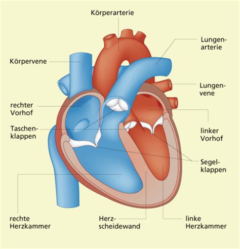 BIO AP 1st Herzkreislauf Und Blut Incomplete Karteikarten Quizlet