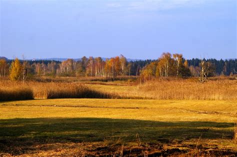 Free Images Landscape Tree Nature Forest Marsh Wilderness