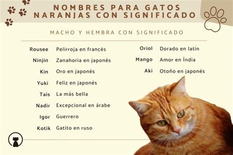 Nombres Cortos para Gatos Amarillos Mascotas Exóticas