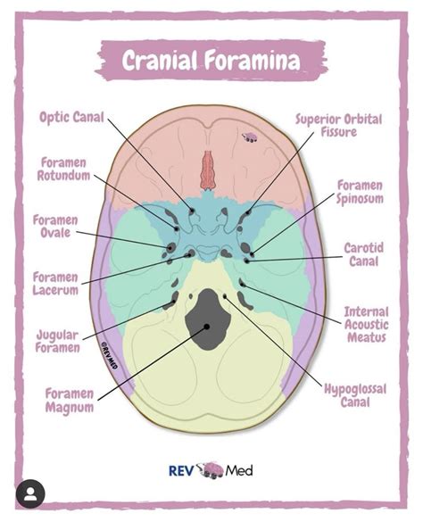 pin  roxy  medicine anatomy  physiology textbook basic