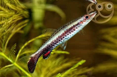 Hockeystick Pencilfish Nannostomus Eques Fish Profile Care Guide