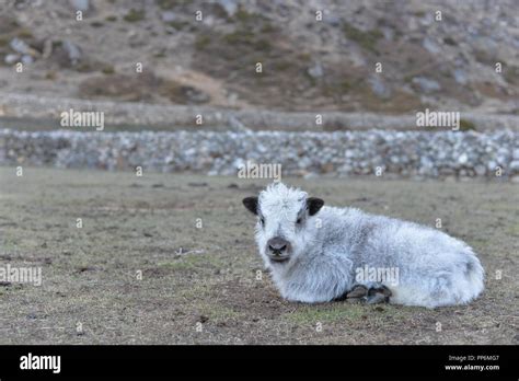 Baby Yak Animal