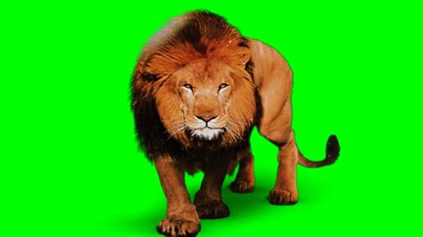 lion green screen effect सह गरन सकरन परभव LionGreen