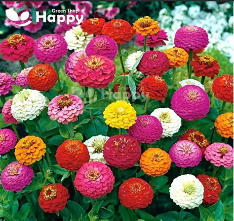 ZINNIA LILLIPUT Button Box Mixed 200 Seeds Etsy UK Zinnias