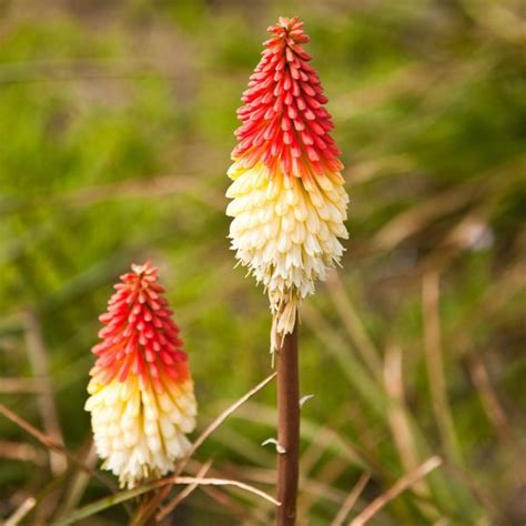 Kniphofia Orange Vanilla Popsicle Leafwise