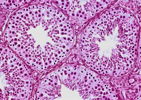 Male Reproductive Dr Kasem Histology Homepage