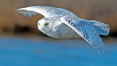 White Owl Flying HD Wallpaper - WallpaperFX