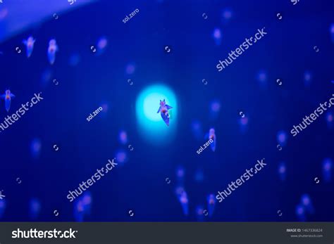 Naked Sea Butterfly Sea Angel Stock Photo 1467336824 Shutterstock