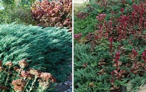 6 идей ландшафтного дизайна с карликовым можжевельником