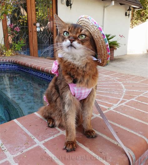 Bikini Season Begins With Uninvited Guest Summers Fabulous Cat Life