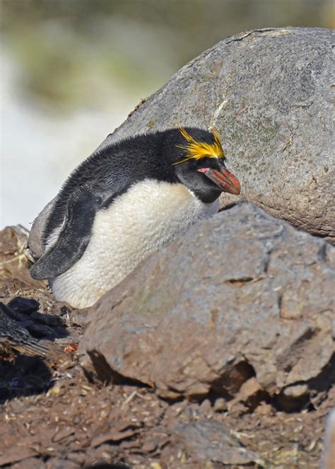 Macaroni Penguins - Penguin Pedia