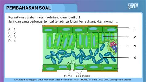 Gambar Irisan Melintang Daun Materi Belajar Online