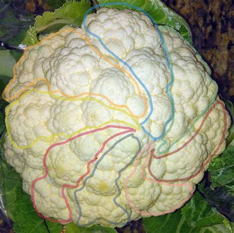 News - Scientists reveal how cauliflowers develop their unique shape