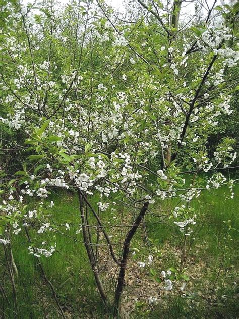 Prunus Cerasus Sour Cherry Go Botany