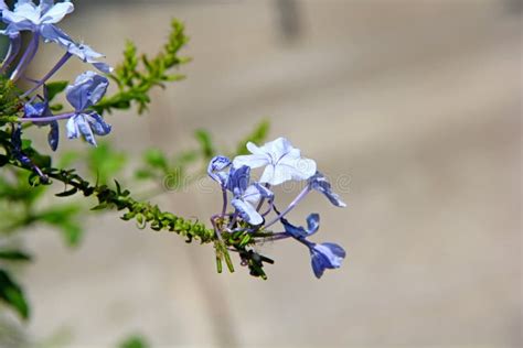 Flower with Blue Seeds and Green Stem Stock Photo - Image of verde, green: 176277688