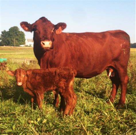 Why Red Devon On Pasture