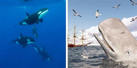 Killer Whales May Have Attacked Survivors of Whaleship Essex in 1800s ...