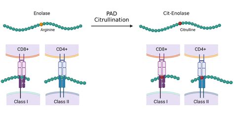 cd  cd  cells  rheumatoid arthritis benaroya research institute