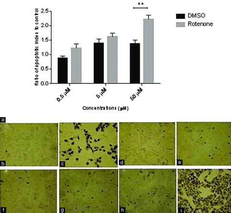 Effect Of Rotenone Treatment On DNA Fragmentation A T98G Cells 110