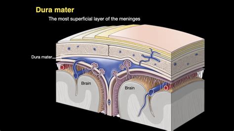 Anatomy Of The Cranial Meninges And Dural Venous Sinuses