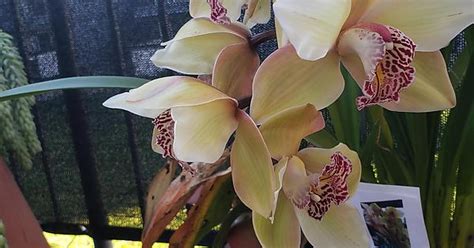 Cymbidium Woody Wilson Album On Imgur