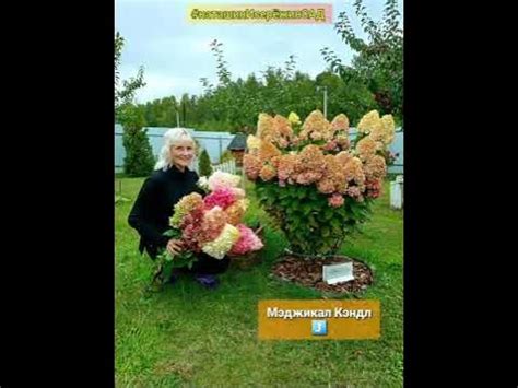 Гортензия Метельчатая #наташинИсерёжинСАД - YouTube