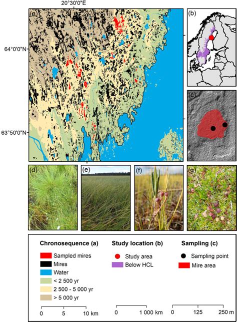Plant Functional Type And Peat Properties Determine Elemental Transfer