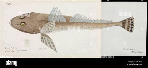 flathead fish illustration  original water colour drawings