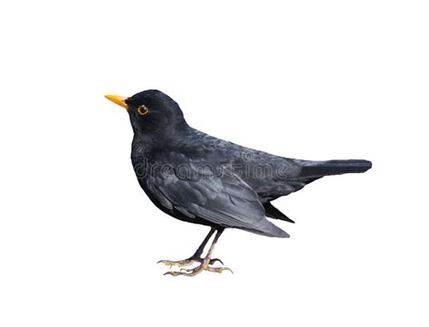 Blackbird Isolated on White Stock Photo - Image of bird, animal: 17124500