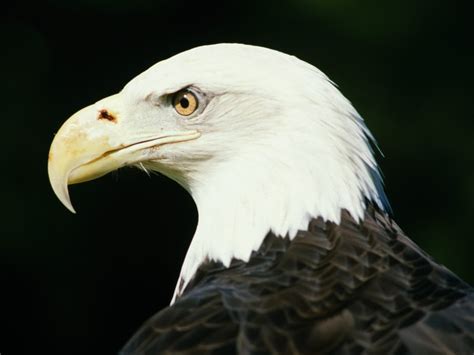 Eagle Photo Gallery