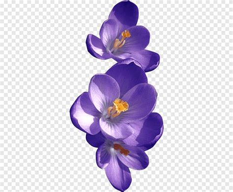 Saffron Flower Drawing Best Flower Site