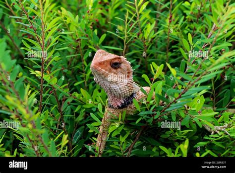 Indian Garden Lizard With Spiny Back Stock Photo Alamy