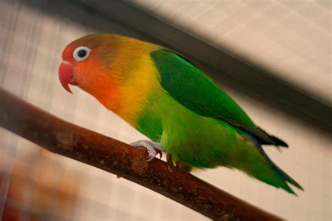 Fischers Lovebird Agapornis Fischeri Exotic Birds Pets