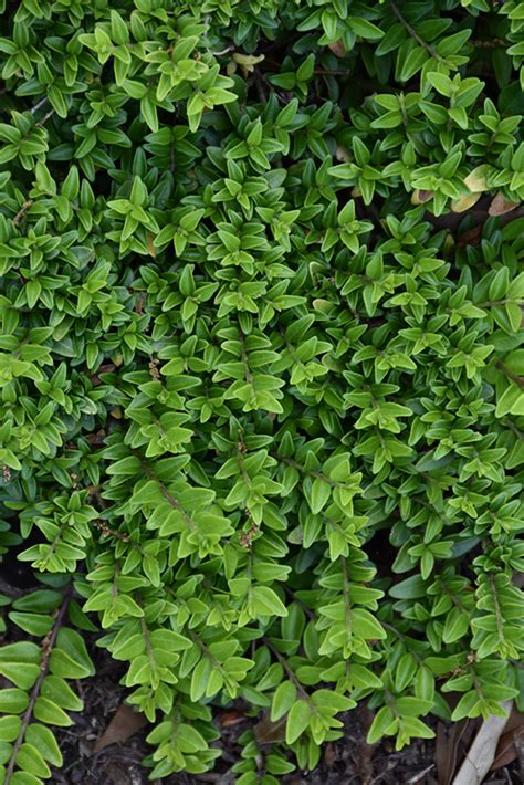 Thunderbolt Box Honeysuckle Lonicera Nitida Golden Glow In Reno