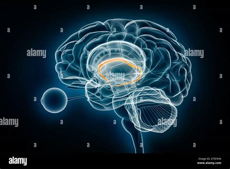 Fornix Profile X Ray View 3d Rendering Illustration Human Brain And