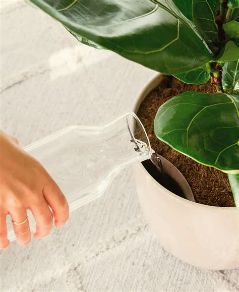 Self-Watering Plants for Easy-Care Plants | easyplant