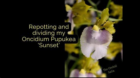 Repotting Dividing Oncidium Pupukea Sunset Youtube