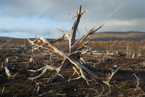 Roots of a dead tree — Stock Photo © Valeriy_Al #1079784